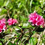 Am Wegesrand blühen zarte Alpenrosen