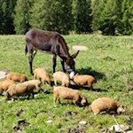 Die etwas anderen Bewohner der Uwaldalm...