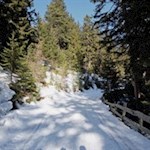 Zunächst wird der Wanderweg von Nadelbäumen umsäumt