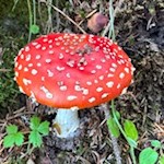 Fliegenpilz am Wegesrand