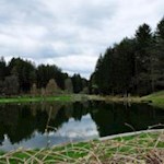 Die Wanderung beginnt und endet am Issinger Weiher