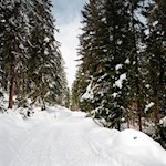 Durch den schneeverhangenen Nadelwald zur Welschellener Alm