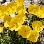 Alpenmohn am Wegesrand