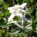 Da das Edelweiß auch unter den widrigsten Umständen gedeiht, erzählte man einst, dass es Unsterblichkeit verleihe