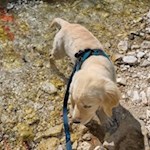 Wandern mit Hund zur Ciadinat Hütte