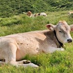 Auch Kühe sind am Ratschinger Almenweg anzutreffen