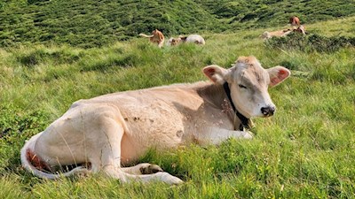 Auch Kühe sind am Ratschinger Almenweg anzutreffen