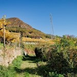 Die Rittner Hänge sind berühmt für ihre Reben