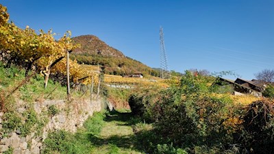 Die Rittner Hänge sind berühmt für ihre Reben