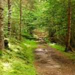 Auf dem schattenverheißenden Waldweg zurück nach Lüsen