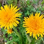 Löwenzahn an den Ufern der Gader