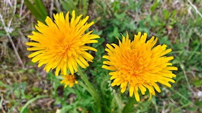 Löwenzahn an den Ufern der Gader