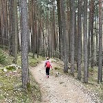 Der Apfelweg führt durch schöne Föhrenwälder