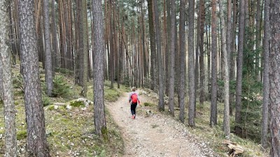 Der Apfelweg führt durch schöne Föhrenwälder