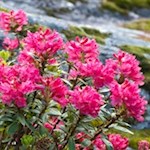 Das Leuchten der Alpenrosen zieht die Wanderer in seinen Bann