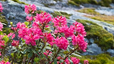 Das Leuchten der Alpenrosen zieht die Wanderer in seinen Bann
