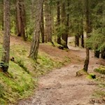 Durch den Wald nach Bad Siess