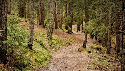 Durch den Wald nach Bad Siess