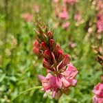 Auch die Futter-Esparsette gedeiht in den Wiesen der Seiser Alm