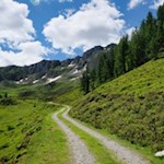 In den sanften Weidewiesen gedeihen im Frühsommer zahlreiche Alpenrosen