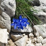 Tiefblauer Frühlingsenzian am Wegesrand