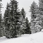 Durch den tiefverschneiten Wald zur Ochsenalm