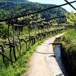 Der Algunder Waalweg wird von malerischen Rebhängen umsäumt