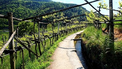 Der Algunder Waalweg wird von malerischen Rebhängen umsäumt