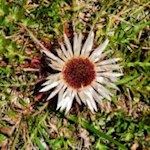 Strahlenförmige Silberdistel am Wegesrand zur Gampenalm