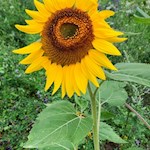 Sonnenblume auf dem Weg nach Tagusens