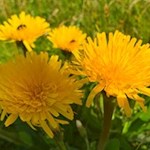 Im Frühsommer leuchten die Wiesen am Ackerboden in den schönsten Farben