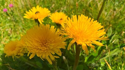 Im Frühsommer leuchten die Wiesen am Ackerboden in den schönsten Farben