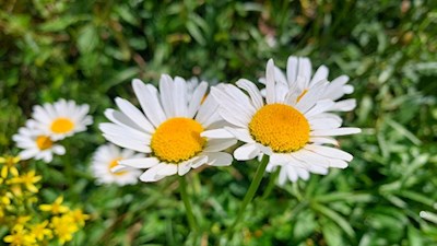 Auch die Margerite gedeiht in den weiten Almwiesen