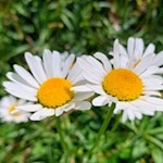 The daisy also thrives in the vast alpine meadows