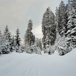 Durch den tiefverschneiten Wald hinab ins Tal