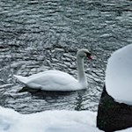 Der Schwan gilt als Sinnbild der Treue