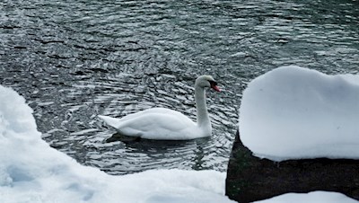 Der Schwan gilt als Sinnbild der Treue