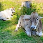Weidekühe auf dem Weg zur Laureiner Alm