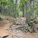 Im steten Anstieg durch den Wald