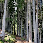 Auch der Abstieg zur Latscher Alm führt durch den Wald