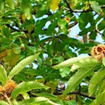 Die stachelige Kastanie zählte einst zu den Grundnahrungsmitteln der Landbevölkerung