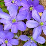 Leberblümchen an den Ufern der Gader