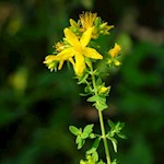 Johanniskraut lindert so manche seelische und körperliche Verletzung