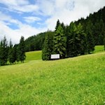 Durch ein duftendes Blumenmeer in Richtung Putzalm