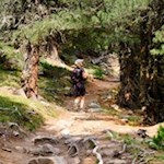 Vicino al limite del bosco