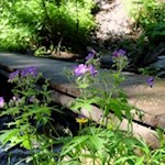 Storchenschnabel blüht am Wegesrand
