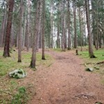 Durch den dichten Wald von Obervintl nach Terenten