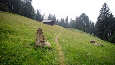 Der Weg Nr. 4 führt durch Wald und kleine Lichtungen
