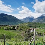 In den Wiesen um Schenna und Meran gedeihen zahlreiche Äpfel und Weintrauben 