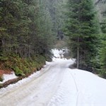 Durch den dichten Nadelwald zur Ackerboden Alm